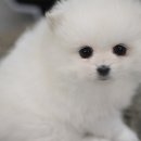 몽실몽실 이미지