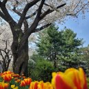 코리아골프빌리지 대우그린카운티 | 용인 기흥 벚꽃길 골드cc : 아이들과 동탄근처 벚꽃길 드라이브 다녀왔어요