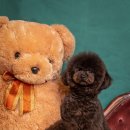 원더플독 이미지