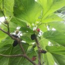 초촌농장 이미지