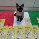 러빙샤미 | 펫토리아 네이버 러빙펫 캠페인 댓글 이벤트 당첨🎁후기