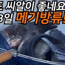 오늘도 씨알 좋네요!! 11월8일 금요일 남창낚시터 메기방류 이미지