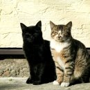 차이 동물병원 이미지