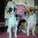 치와와 둥지 이미지