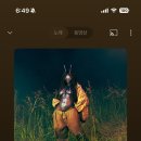 스칼렛로즈 이미지
