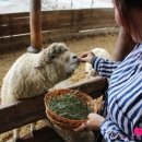 자석목장 이미지