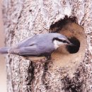 꿩먹고알먹고 이미지