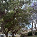 엔조이코리아 | ep.2 영알못 인간의 시드니 홈스테이 입주. 실례하겠습니다. 신뢰해도 될까요?