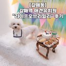 라이프 오브 라일리(Life of Riley) | [갈매동] 갈매역 애견유치원 "라이프오브라일리" 후기