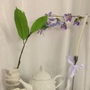 카페몽몽 이미지