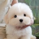 부산강아지분양 미유펫 이미지