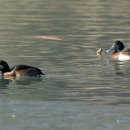 붉은가슴흰죽지(Baer's Pochard) 이미지