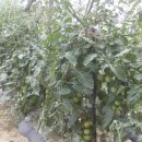 식이네농장 이미지