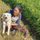 백구로-1 이미지