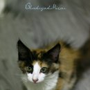 블루드라이어드 이미지