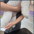놀러왔댕 이미지