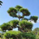 해송 농장 이미지