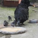 대성골2 이미지