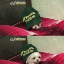 [동물농장] 초소형 강아지 단비.swf 이미지