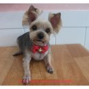 둘리애견미용샵 이미지