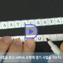 생명과학 ll 유전자 발현 과정 모의 실험(동영상) 이미지