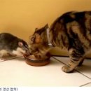 탐나는 고양이 이미지