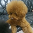 독스앤휴먼 이미지