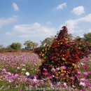 남동대로 369번길 | 인천 당일치기 여행 가볼 만한 곳 ! 승기천 자전거도로 코스모스 (선학체육관 주차 후기)