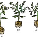 [작물재배] 고추 재배법 이미지