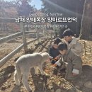 지내목장 | 남해 양떼목장, 양마르뜨언덕 체험 후기