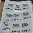 한련화 씨앗 1,000원 나눔 이미지