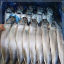 4월 28일(목) 목포는항구다 생선카페 판매생선[ "예약" 자반고등어, 새우젓 / (건조)아나고장어, 민어, 삼치, 홍어 ] 이미지