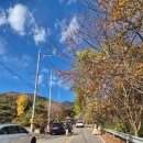 말하는 은행나무 | 대구 근교 가볼만한 곳 칠곡 기산 말하는 은행나무 소개 및 후기