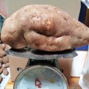 서리농장 이미지