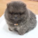 상남견 | 남산 애견동반식당 턴라운지 - 평범하고 특색없던 음식