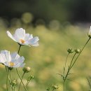 은혜의집 이미지