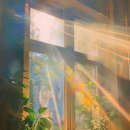 뿌리는 순간, 분위기가 달라진다💛 조말론 ‘자스민 삼박 앤 메리골드’ | 우아하고 세련된 플로럴 향수