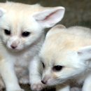 어린왕자와 사막여우 이미지