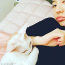 써니도그 이미지