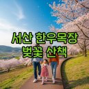 서산-동부-비상-18 | 서산 한우목장 벚꽃 벚꽃길 개화시기