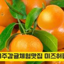 겨울철 비타민 풍부한 제주 감귤 체험 농장 맛집 주황빛 가득한 감귤 미즈허팜 농장 방문