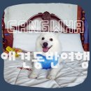 야생화펜션 | [강화도 애견동반 여행] 강아지 동반 &#39;터펜션&#39; 내돈내산 숙박 + 야생화뜰 카페ㅣ강화도 1박 2일 가족여행