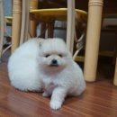 강지