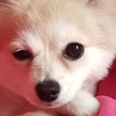 스위티독 이미지