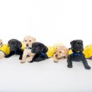 Kindergarten for dog 이미지