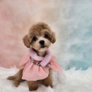 복이네도그살롱 이미지