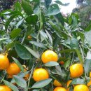 준이농장1 이미지