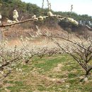 [경북청송]★자두밭★청정지역 이미지