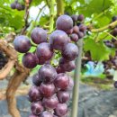 율현농장 이미지