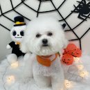 댕글 몽글 이미지